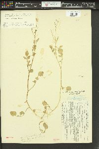 Cardamine breweri image