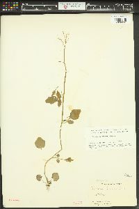 Cardamine breweri image