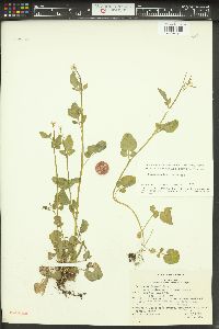 Cardamine breweri image