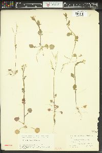 Cardamine breweri image