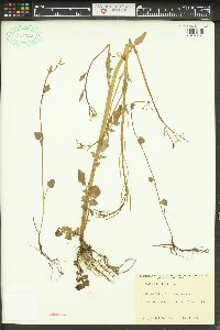 Cardamine breweri image