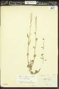 Cardamine breweri image