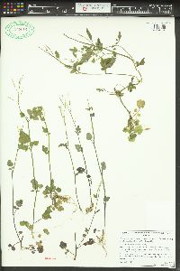 Cardamine occidentalis image