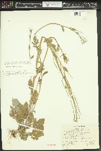 Cardamine breweri image