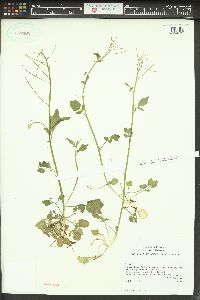 Cardamine occidentalis image