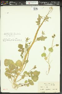 Cardamine breweri image