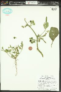 Solanum physalifolium image