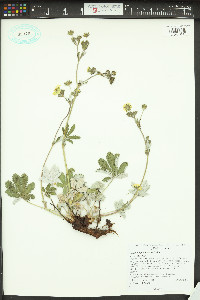 Potentilla pulcherrima image