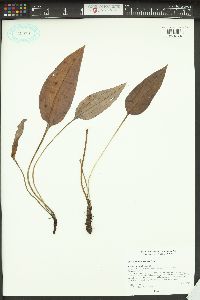Mertensia sibirica image