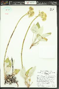 Eriogonum compositum var. leianthum image