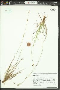 Carex capillaris image