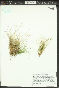 Carex eburnea image