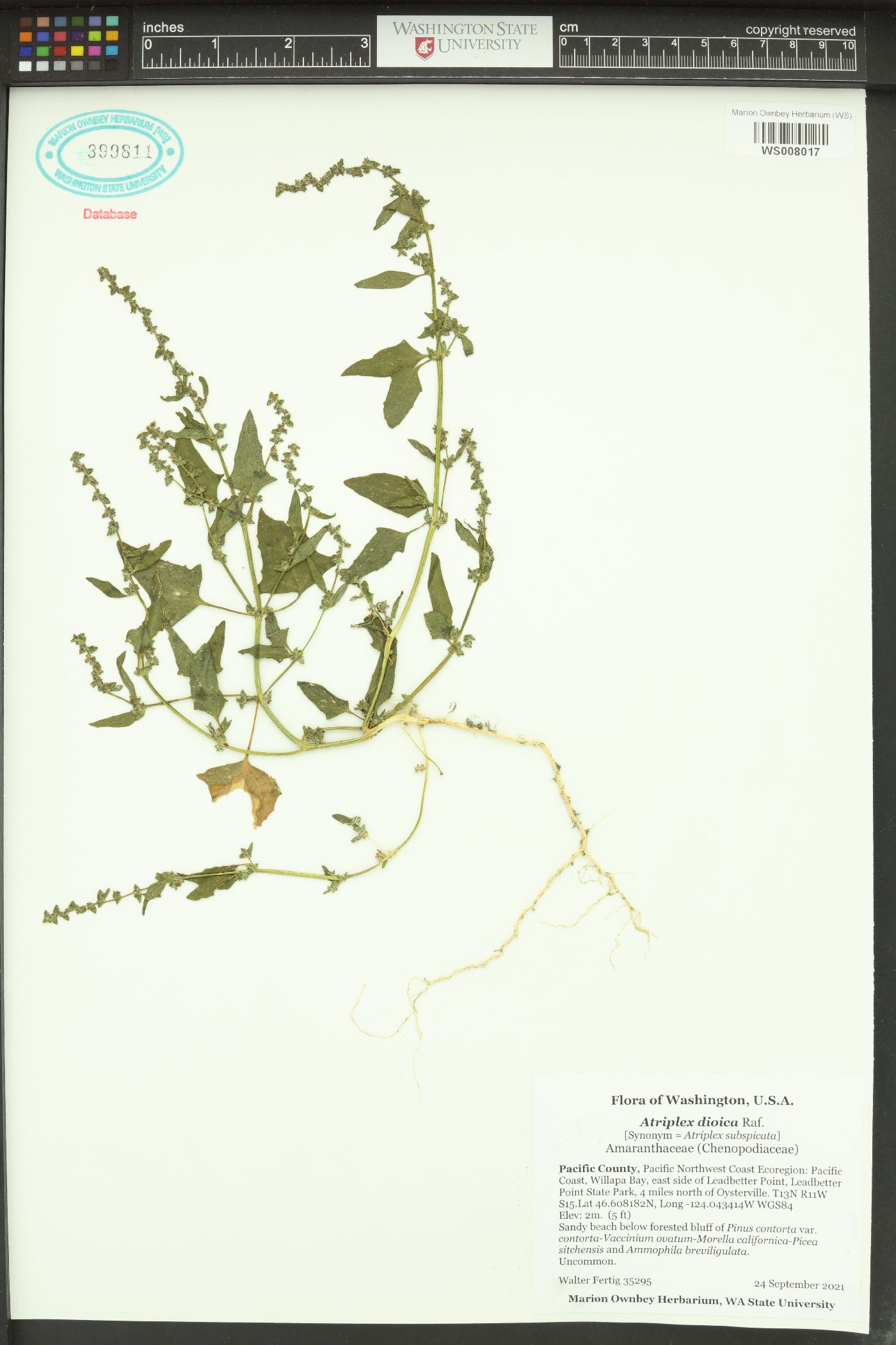 Atriplex dioica image