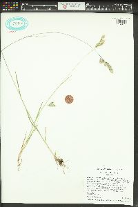 Bromus hordeaceus image