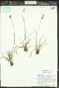 Luzula macrantha image