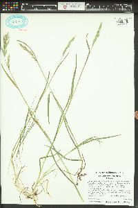 Bromus hordeaceus image