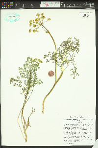 Lomatium papilioniferum image