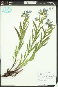 Mertensia arizonica image