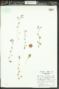Suksdorfia violacea image
