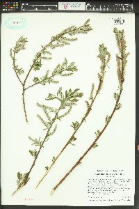 Salix sitchensis image