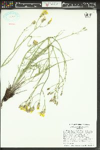 Crepis atribarba image