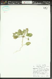 Eremothera pygmaea image