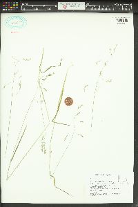 Poa trivialis image