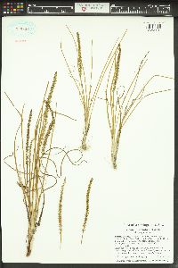 Triglochin striata image