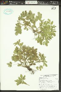 Potentilla rivalis image