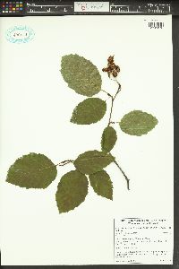 Alnus viridis image