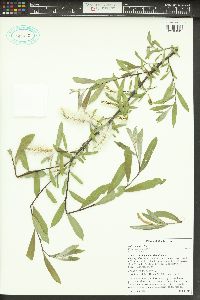 Salix boothii image