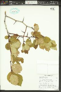 Crataegus douglasii image