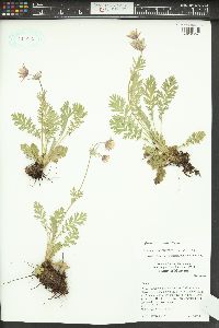 Geum triflorum image