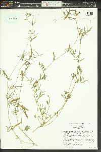 Vicia sativa subsp. nigra image