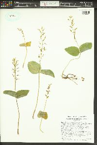 Listera banksiana image