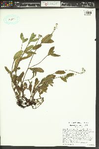 Myosotis arvensis image