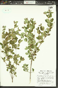 Symphoricarpos albus image