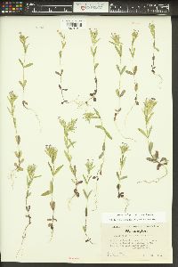 Phlox gracilis image