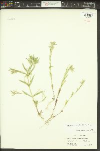 Phlox gracilis image