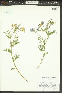 Lathyrus nevadensis image