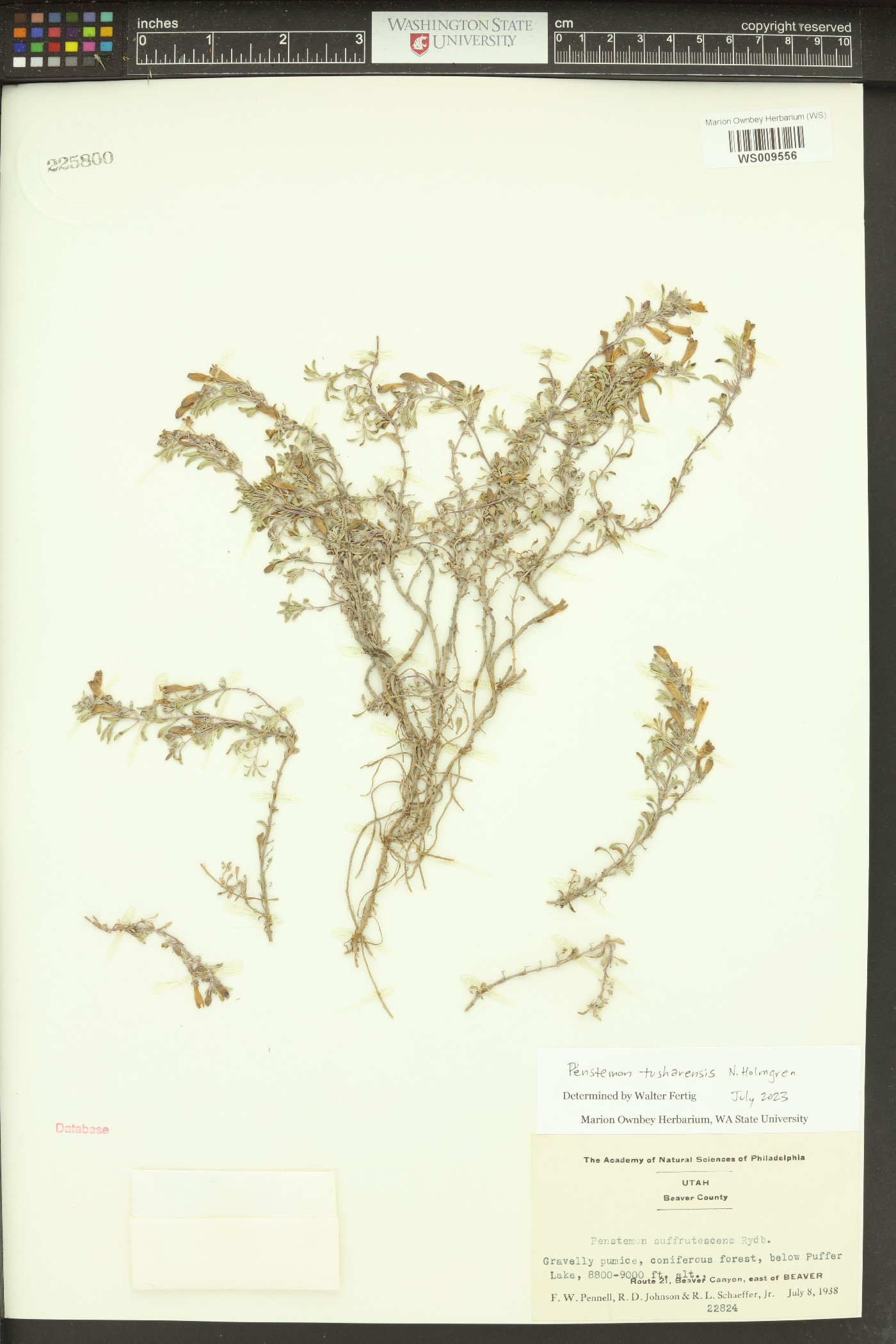 Penstemon tusharensis image