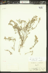 Penstemon tusharensis image
