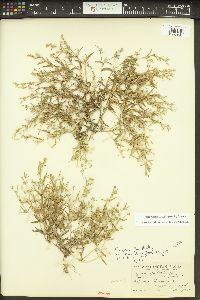 Phlox gracilis image