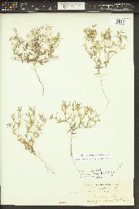 Phlox gracilis image