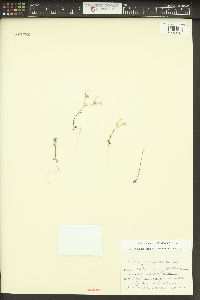 Phlox gracilis image