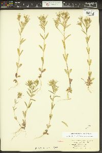 Phlox gracilis image