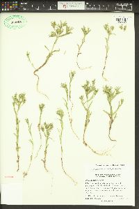 Phlox gracilis image