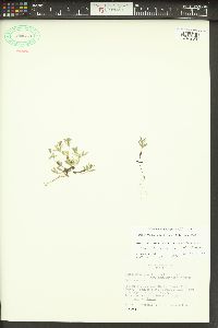 Phlox gracilis image