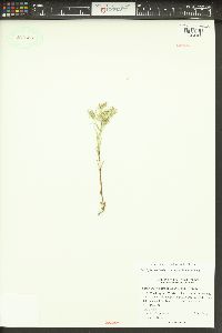 Phlox gracilis image