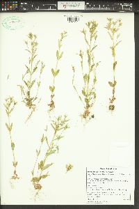 Phlox gracilis image